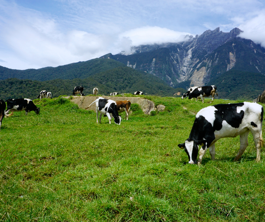 Organic vs Regular Infant Formula: What Parents Should Know